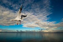 Mini_120218-090601-_dsc0341