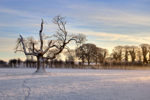 Mini_120229-141943-beagh_tree_no_border