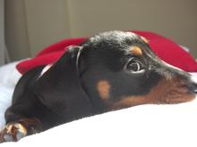 Mini_cimg0009