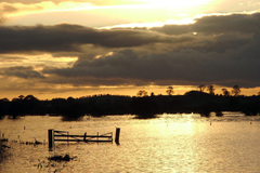 This was taken on a cold winters evening, it had been raining for quit a few day and the bogs at Townspark were flooded. 