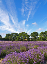 Mini_120320-174521-1_-_lavender_field_1