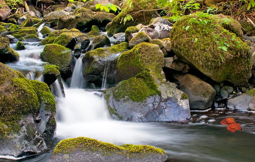 A walk in the beautiful forest is always very invigorating.  It is so tranquil and now full of Spring flowers and meandering streams.