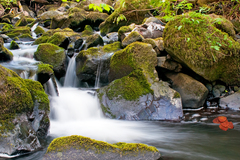 A walk in the beautiful forest is always very invigorating.  It is so tranquil and now full of Spring flowers and meandering streams.
