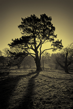 Mini_tree