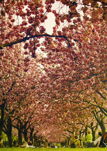 Brooklyn Botanic Gardens is home to one of the largest cherry blossom viewing sites outside of Japan. These are in bloom in April and early May.