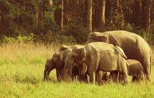 Mini_120424-211928-my_family_and_other_elephants_lokofoto