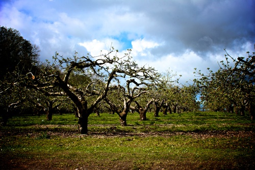There's always something a little strange and unworldly about an orchard.  The trees, twisted by nature in smart straight lines like foreboding guardians at the entrance to a secret world.