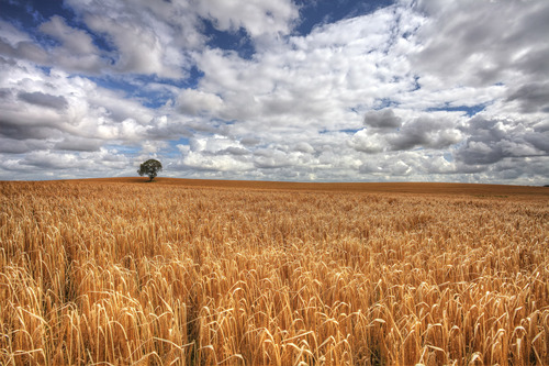 A much photographed location, on the outskirts of Carlow town on the Kilkenny road.