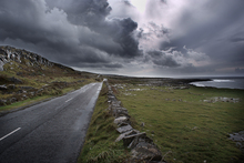 Mini_atlantic_weather__black_head