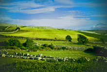 Mini_doolim_common_field
