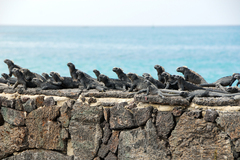 Marine Iguanas warming themselves on a stone wall.