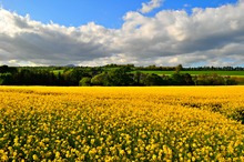 Summers evening in Cappoquin, Co. Waterford.