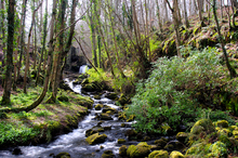 Mini_130616-111953-castlerock_wood_copy