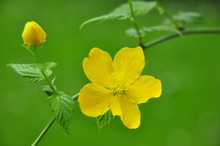 Mini_yzj4v22q-flower
