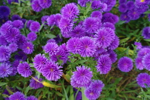 Mini_111207-041451-6257660412_5a321bd8e2_o