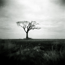 Mini_120202-123216-lone_tree