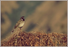 Mini_120214-185607-bird_3