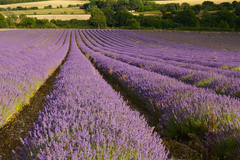120522-053413-cassels_a_lavenderfield5hampshire