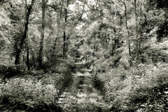 120321-093100-marble%20creek%20road