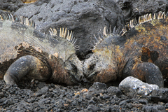 Duelling_iguanas
