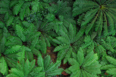 Ferns
