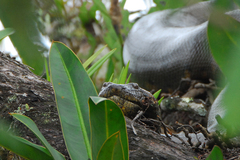 Snake