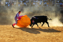 Torro